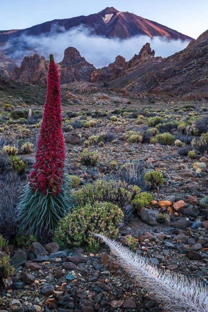 La Casita Ma Petite Folie Tenerife ซานตาครูซ เด เตเนริเฟ ภายนอก รูปภาพ